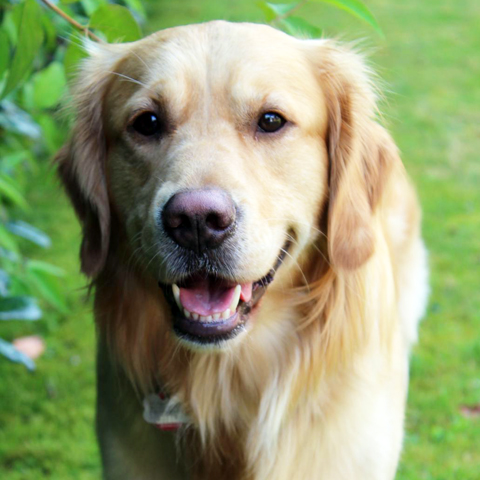 Therapiehund Simba